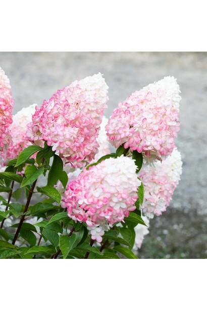 Hydrangea paniculata `Living Pink & Rose`